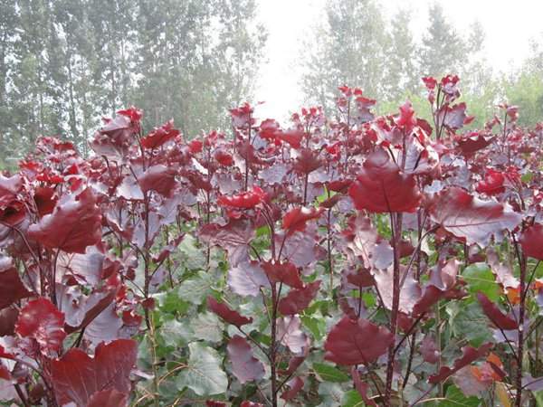 全紅楊基地全紅楊苗木圖片 全紅楊基地全紅楊苗木圖片