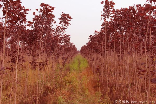 全紅楊基地全紅楊苗木圖片 全紅楊基地全紅楊苗木圖片