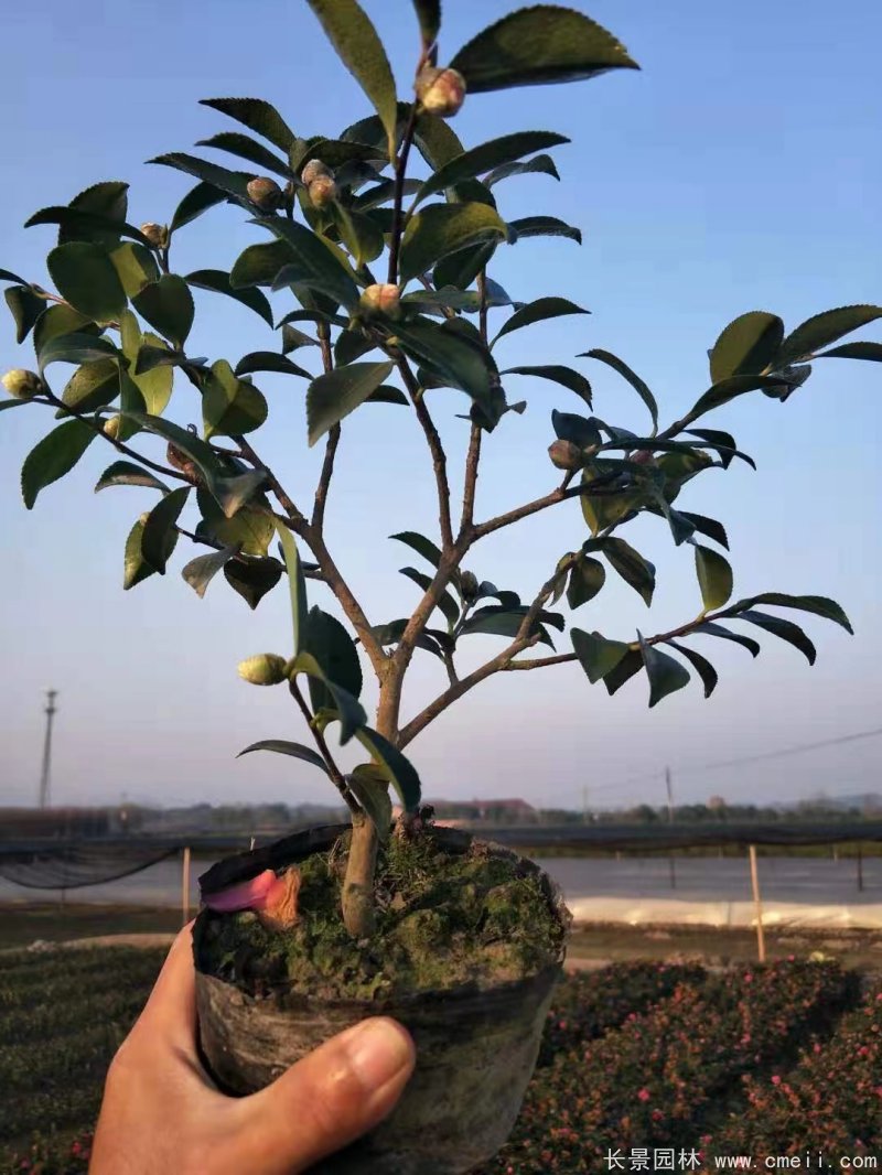 茶梅苗 茶梅苗
