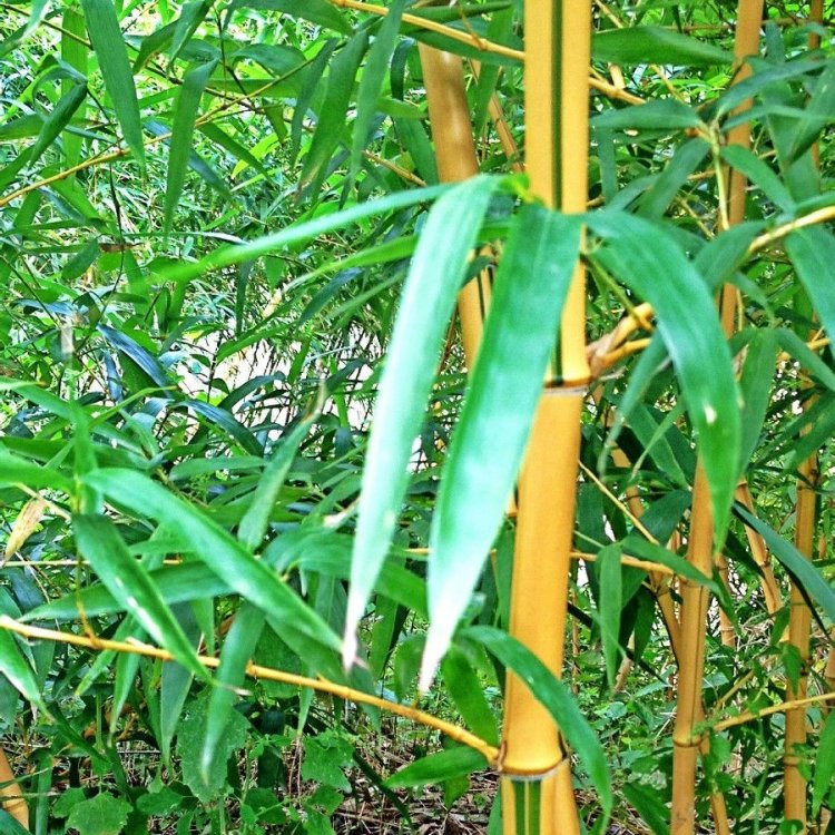 黃金竹 黃金竹